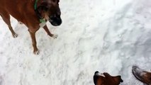 Un vieux chien joue un tour à un jeune chien
