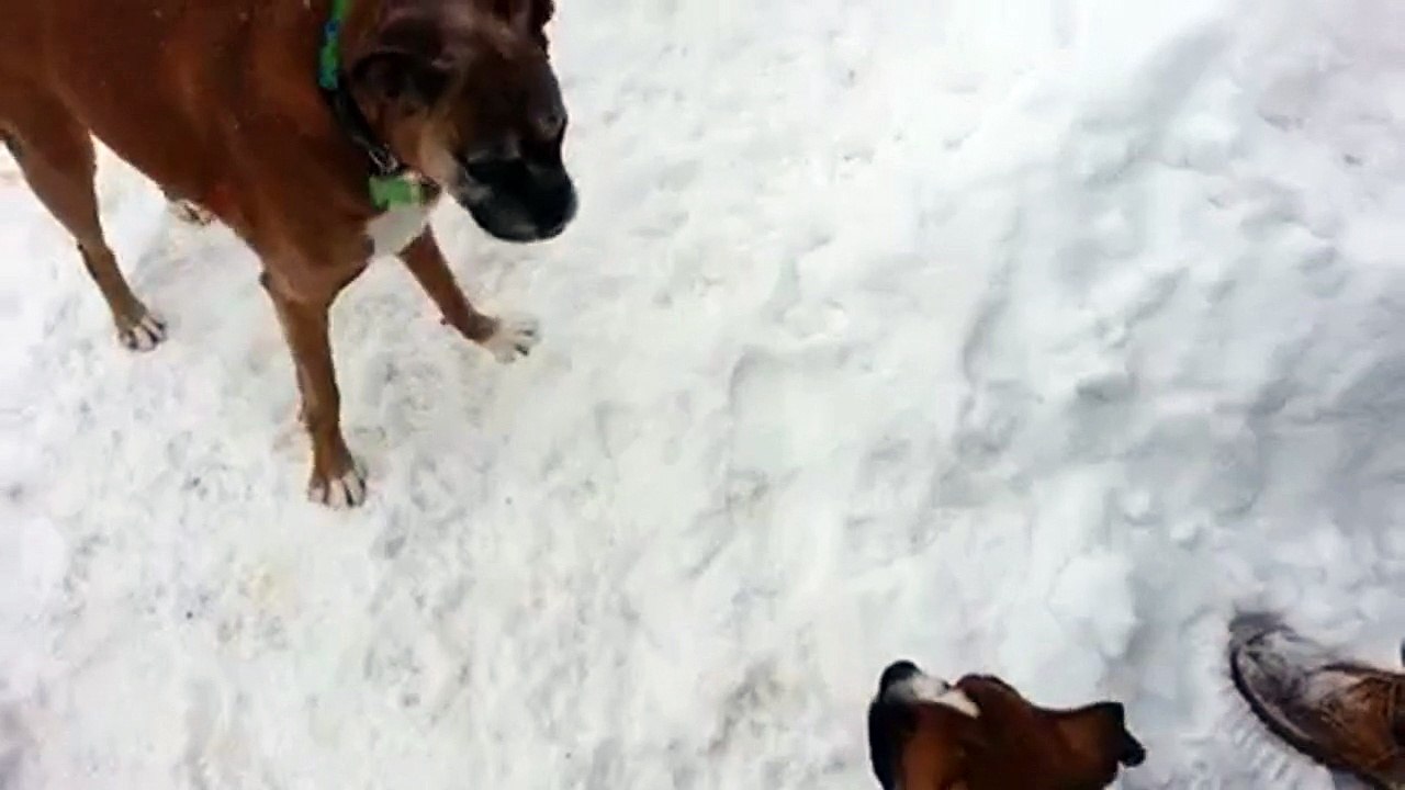 Un vieux chien joue un tour à un jeune chien