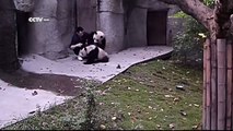 Cute Alert！Clingy pandas don’t want to take their medicine
