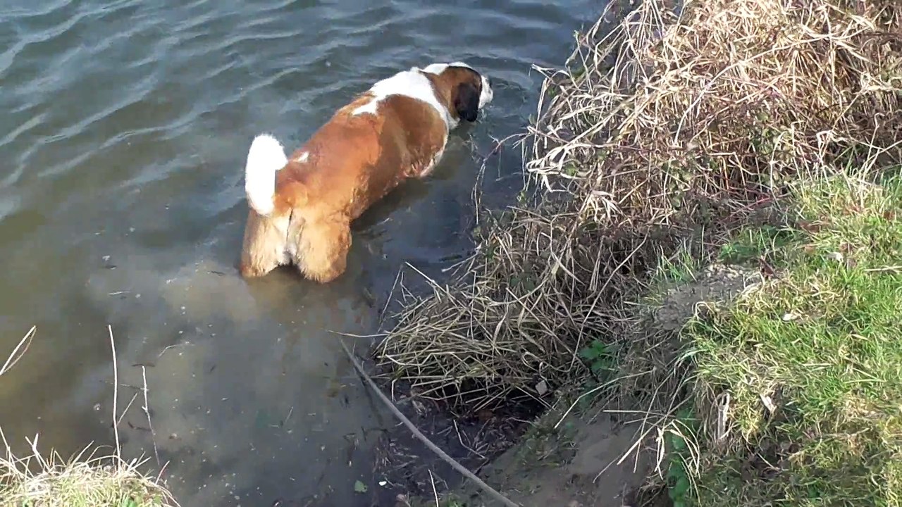 Helsa St bernard Mars 2015~1