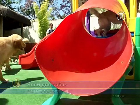 О домашних собаках Сан-Паулу заботятся в яслях