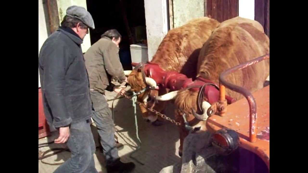 Réglage d'un joug neuf pour des boeufs Aubrac chez Marcel Margerit (74)