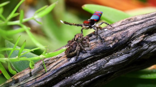 Les plus belles araignées du monde sont Australiennes