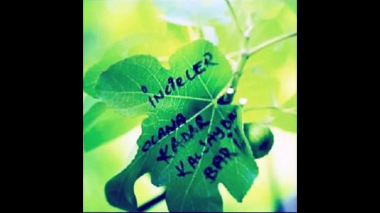 İncirler Olana Kadar (Kaan)