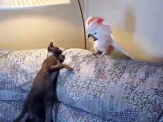 Angry parrot attacks cat - HD- Video Dailymotion