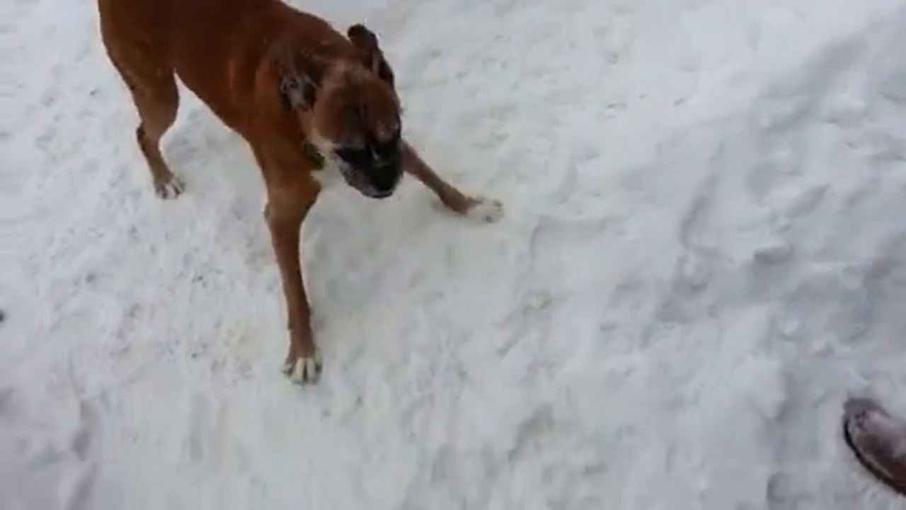 Le Chien Le Plus Salaud Du Monde... Ou Le Plus Malin.