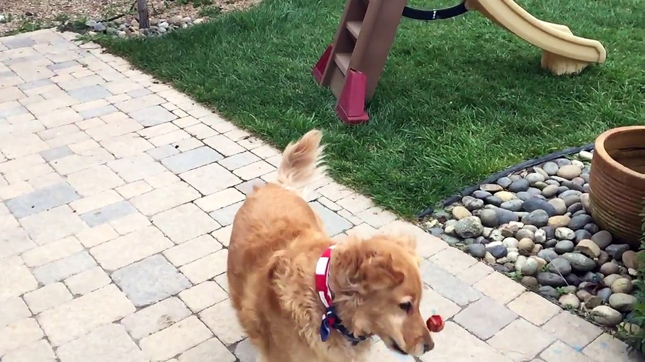 Cachorro ruim de mira não consegue abocanhar nada que é jogado para ele comer