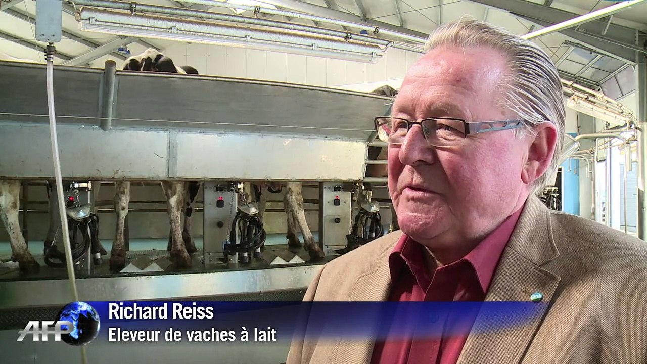 A Heideland, 1.200 vaches attendent la fin des quotas