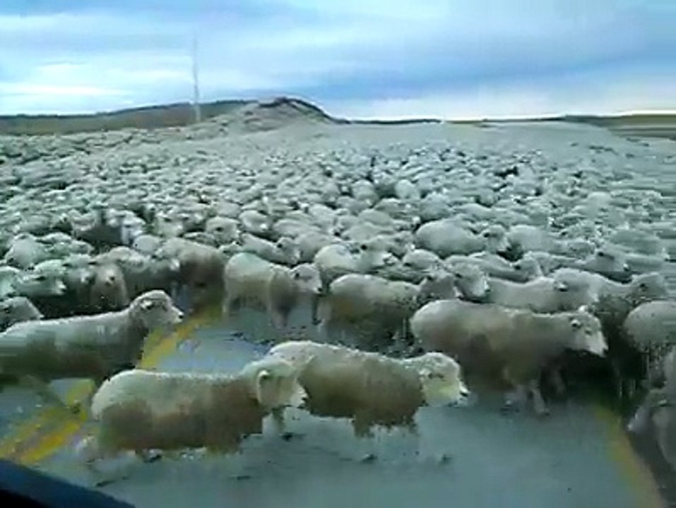 cant Believe ! Have You Ever seen these Much Sheeps Together