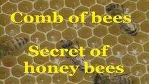 Secret of bees - Bees comb and how they make