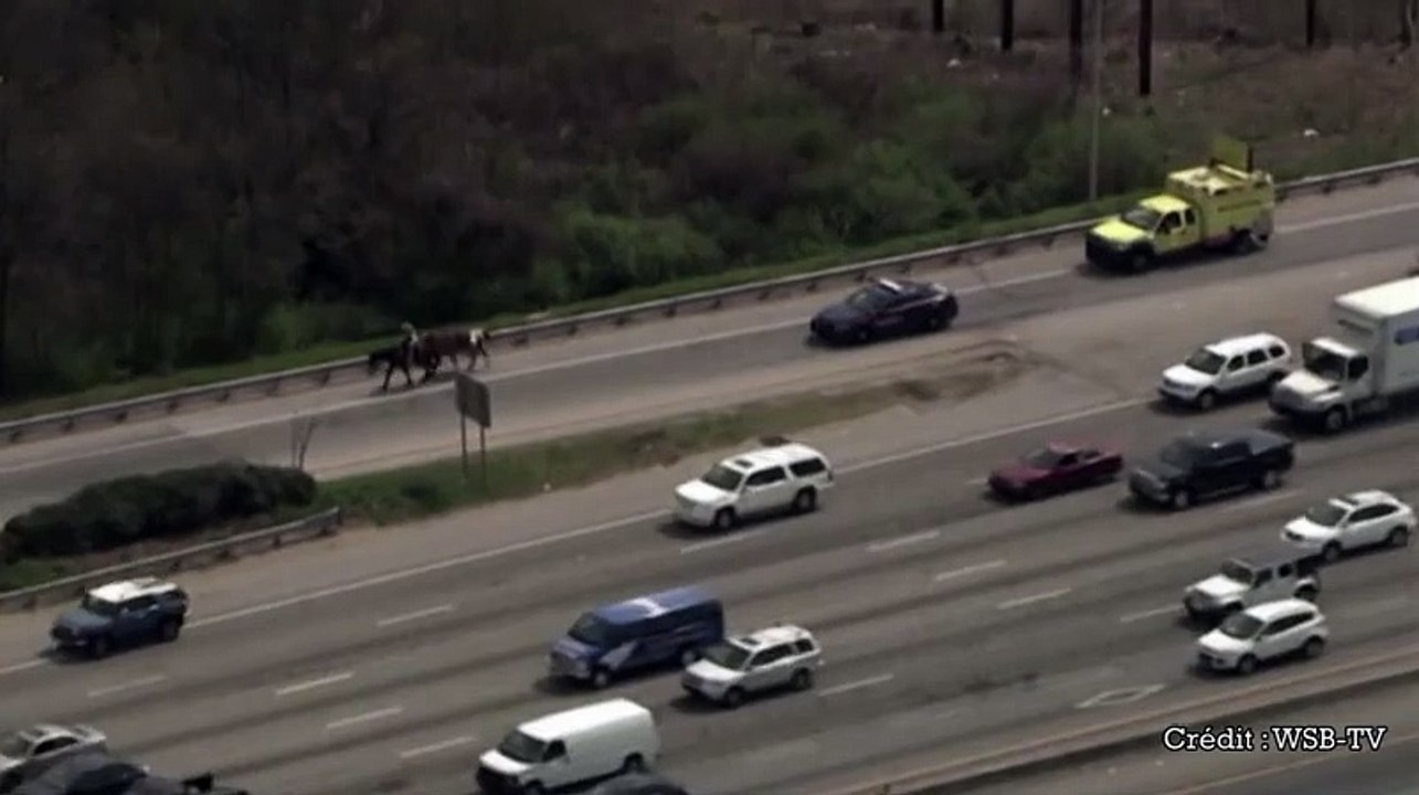 INSOLITE - Un cowboy sur une autoroute