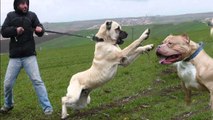 Kangal ve Pittbull Karşılaşması