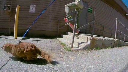 Un teckel tire un skateur avec sa laisse