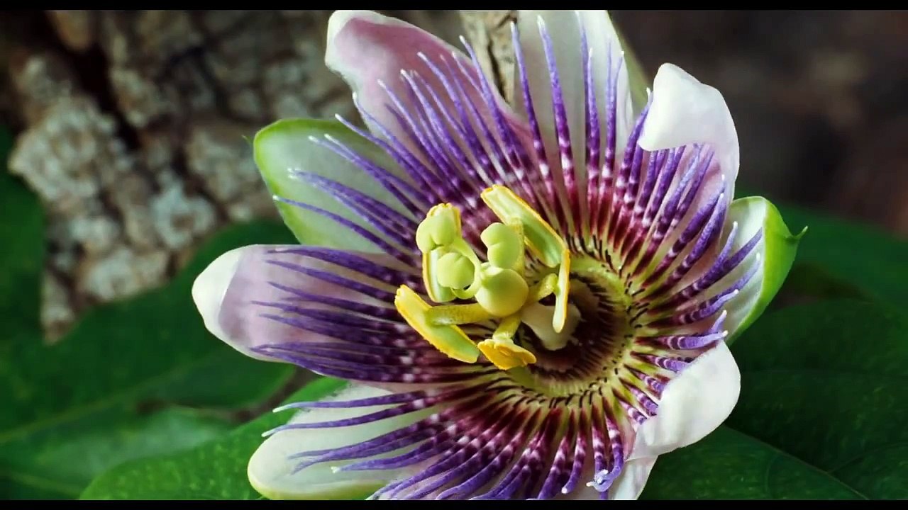 The Beauty of Pollination - Moving Art™