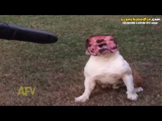 Kompresör İle Korku Filmlerindeki Yaratıklara Dönüşen Köpek