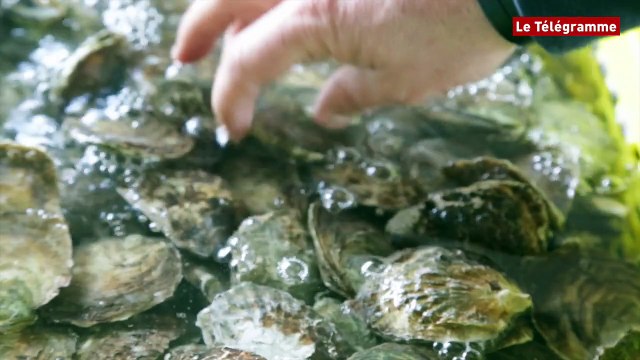 Huîtres. Des stocks après des années de pénurie