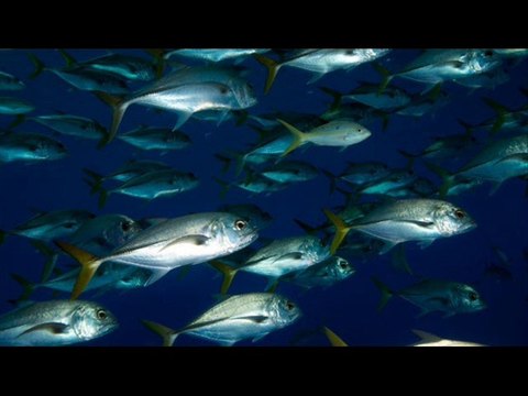 Fish Farming Feed aur formula Dr.Ashraf Sahibzada
