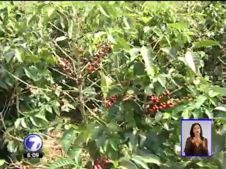 17% de cosecha de café del 2014 podría perderse por efecto de la roya