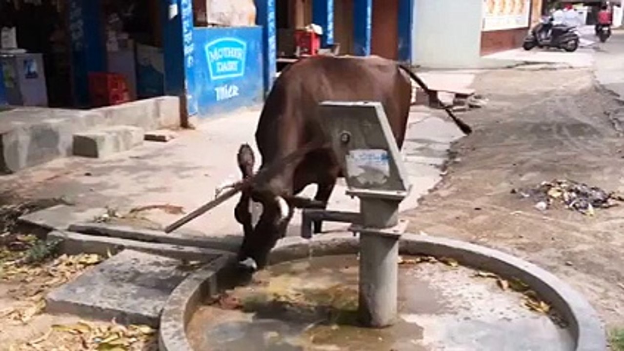 l'intelligence des Vaches