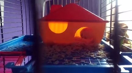 Mijn hamster schud als ze slaapt