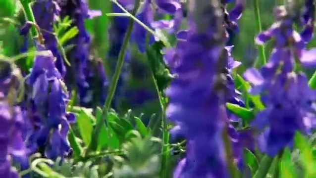 Bees, Butterflies and Blooms - Villages (1/3)