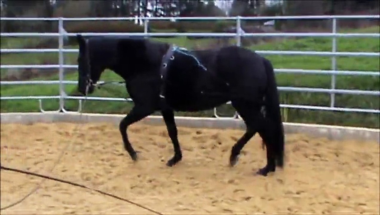 Borgia débourrage attelage 2014