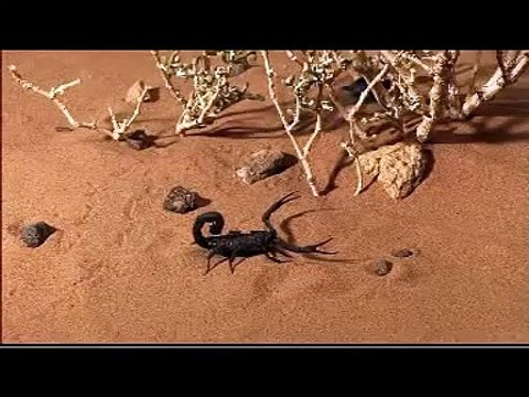 Discovery Channel Animals - scorpion vs Scorpion (BBC).mpg