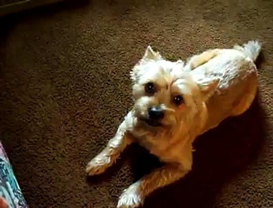 Obedient Dog