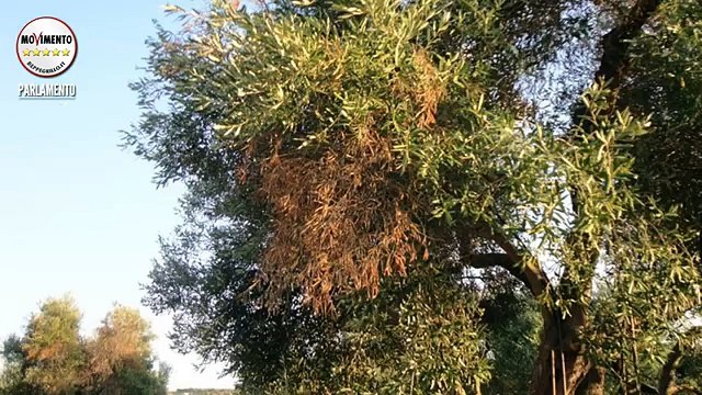 Donno, Martelli (M5S): Facciamo luce sul caso Xylella fastidiosa - MoVimento 5 Stelle