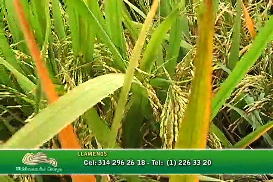 27 de marzo de 2015 Corpoica Arroz (1)