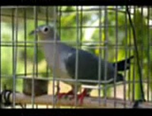 Ustad Nainawaz wa Qari Dilnawaz Majlisi    من نگویم که مرا