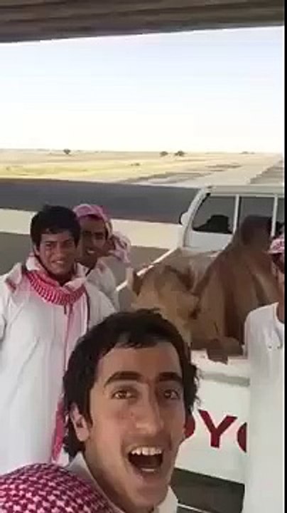 Ce Dromadaire se Marre avec ses Potes