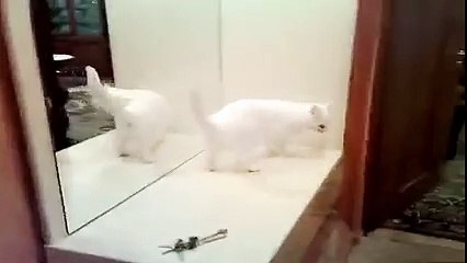 A cat fights with glasses Amazing