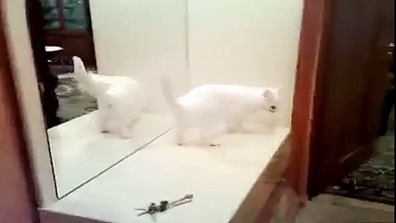A cat fights with glasses Amazing