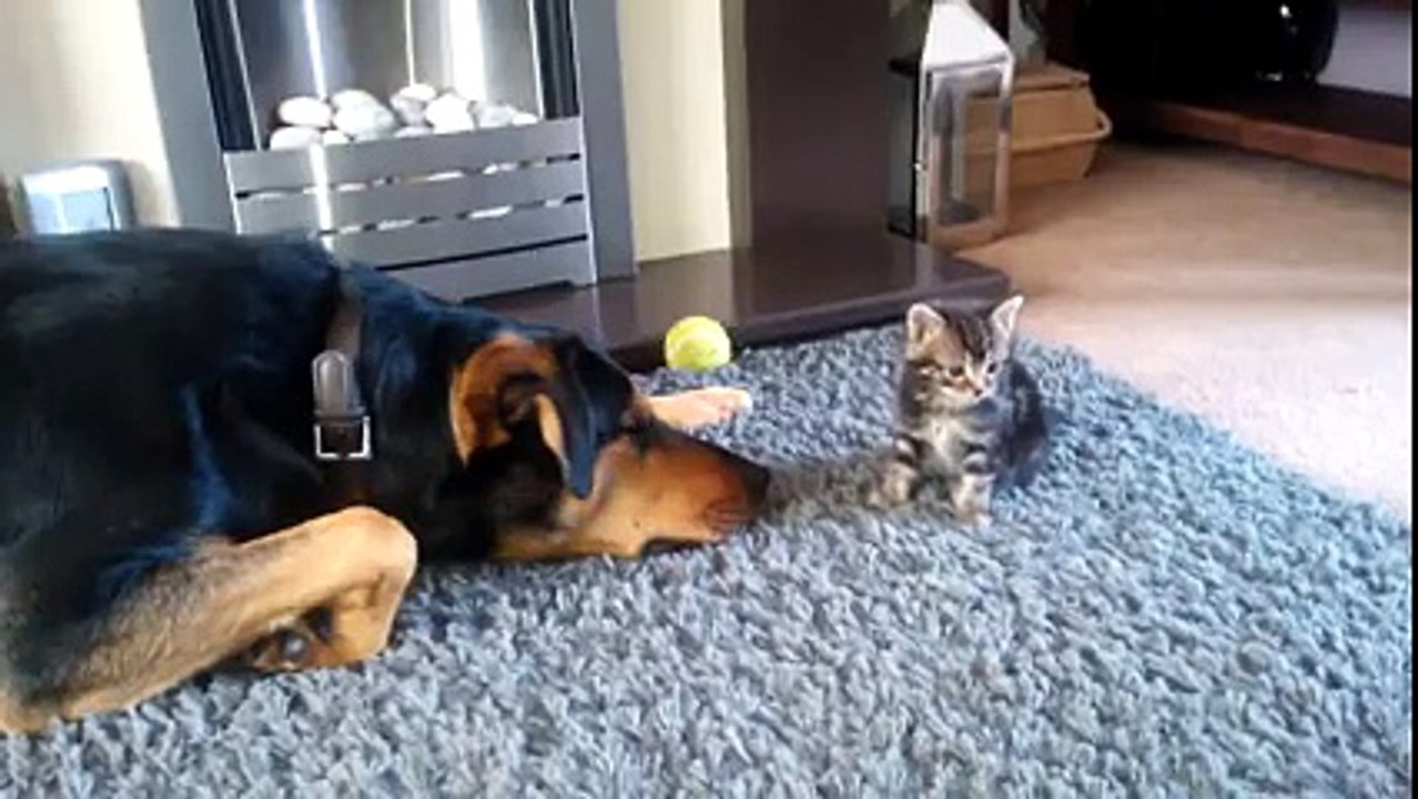Big Dog vs Tiny Kitten