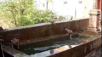 Pool Time of monkeys very funny