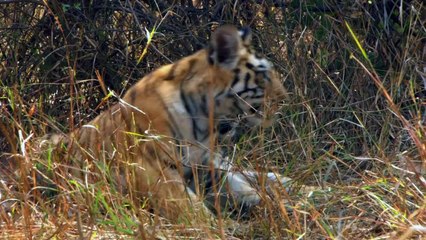 Natural World S35E04 Growing Up Wild Full Episode