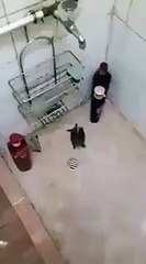 A Strange Tortoise Watch Video Dailymotion - Video Dailymotion