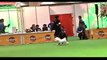 2014 year FCI Japan Pacific International dog show bichon frise femaleChampion class screening