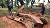 Artist designs benches made of fallen trees in Sao Paulo