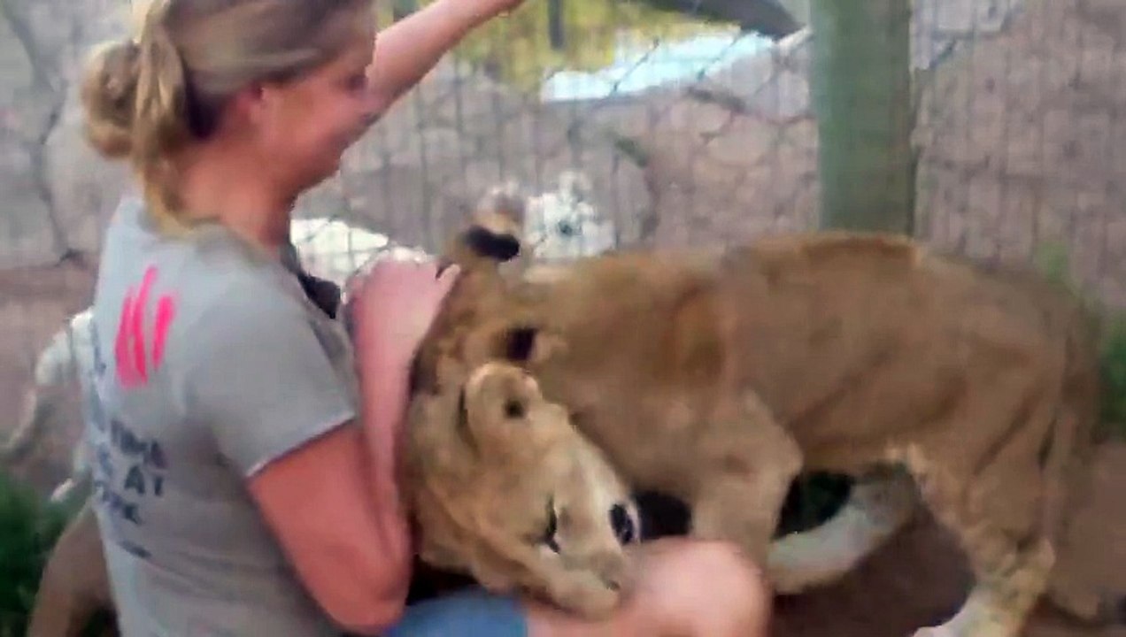 A young lady is getting mauled by two young lions