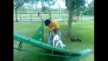 Baby Bichon Frise Nico & Molly doing agility training