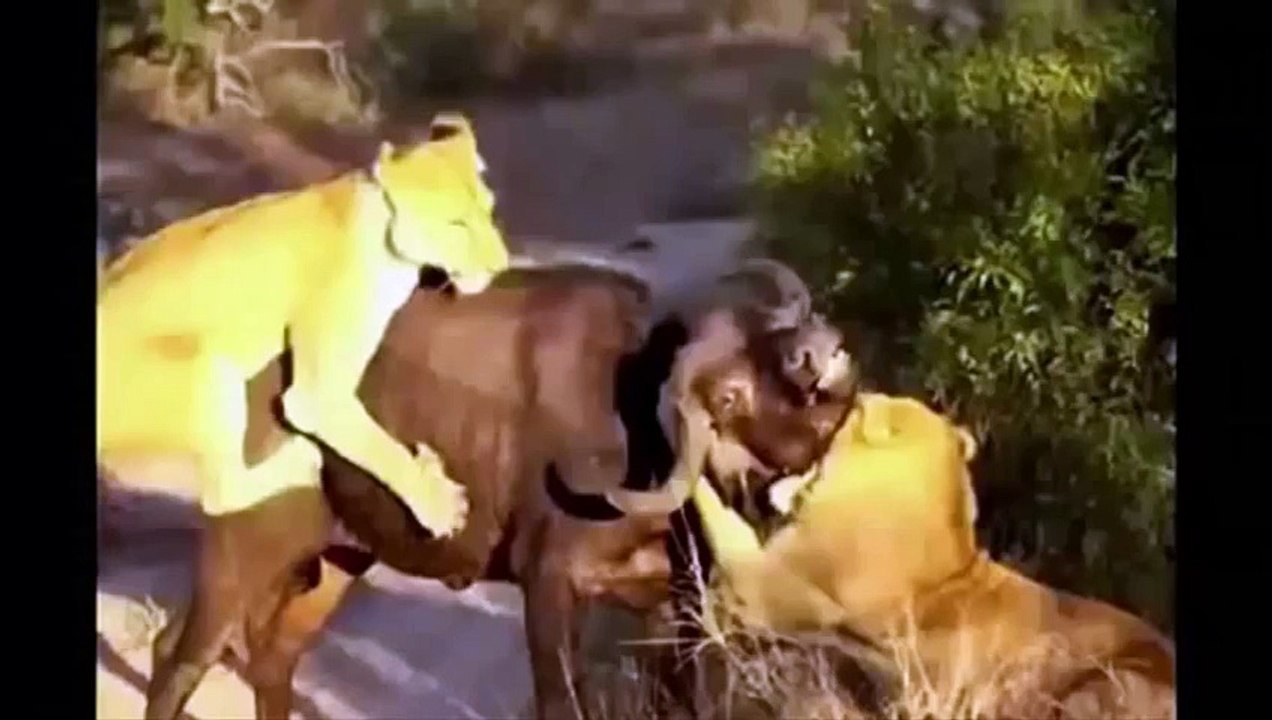 Amazing !! Lion Vs Buffalo in South Luangwa National Park Zambia 2015
