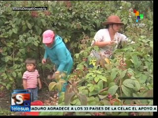 Mujeres rurales de Colombia exigen ser incluidas en el PND