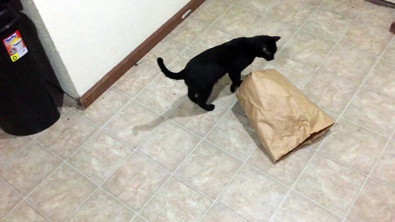 Comment attraper un chat