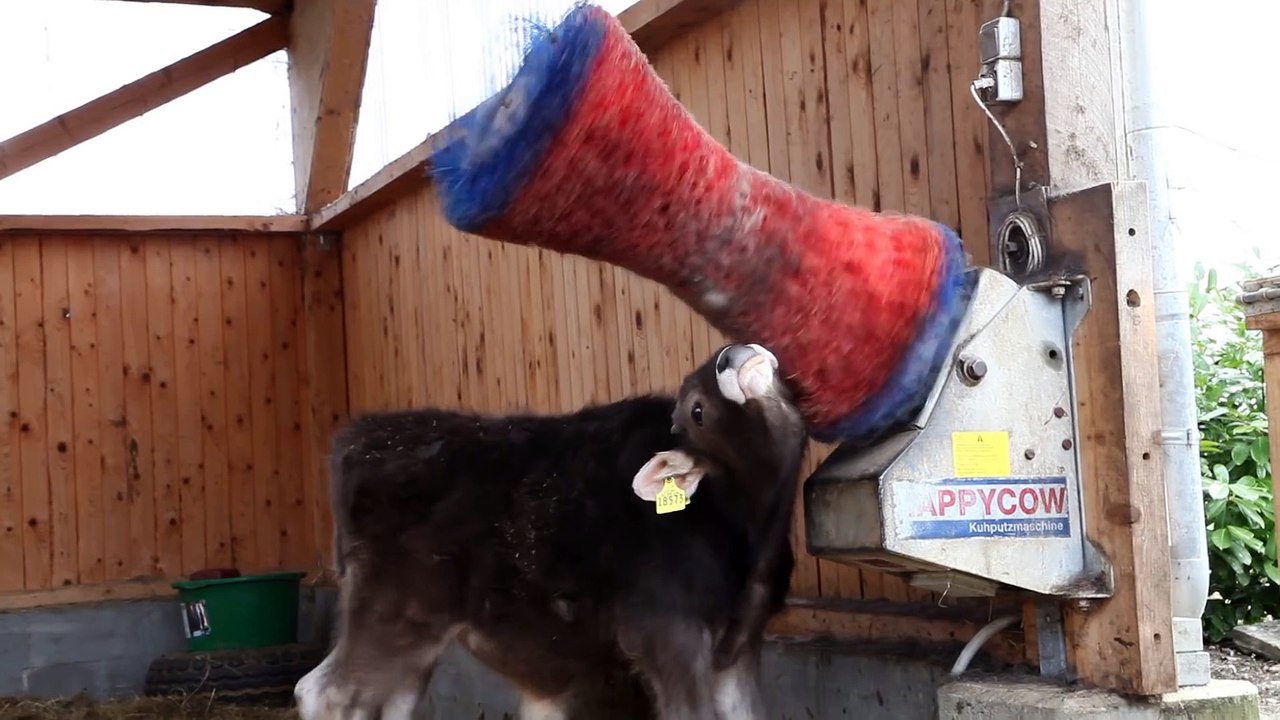 Des vaches heureuses de pouvoir se brosser toutes seules!