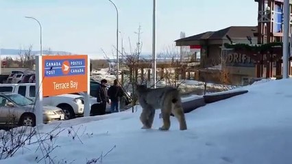 Femme VS lynx : rencontre dans une zone commerciale