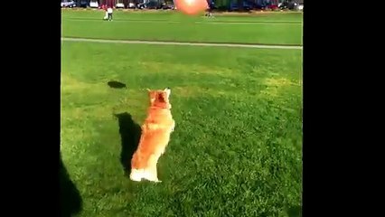 Corgi Plays _#039;keepy-Up_#039; With a Balloon