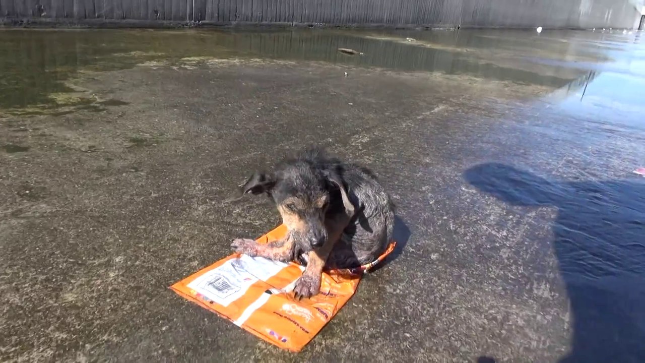 Little dog gets rescued from the river. His Incredible Recovery Will Give You Hope