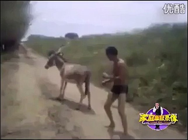 Very Funny Donkey Fight